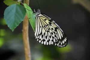 en haut proche arbre nymphe papillon sur une feuille photo