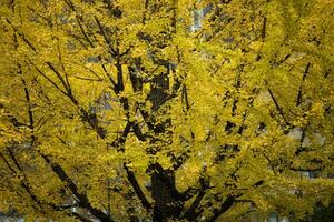 Japon Jaune ginkgo feuilles dans de bonne heure l'automne saison Osaka Japon photo