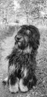 goldendoodle chien séance sur le chemin dans noir blanche. noir griffonnage avec fantôme dessin photo