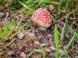 chèvre champignon sur le forêt sol. toxique champignon avec rouge casquette et blanc points photo