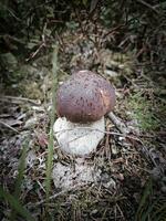 bolet champignon dans le forêt sur le sol. marron casquette, blanc tige de le champignon photo