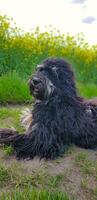 goldendoodle chien mensonge sur le prairie. noir griffonnage avec fantôme dessin. charmant photo