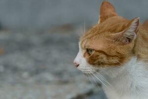 chat blanc et orange photo