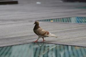 Pigeon sur en bois Contexte photo