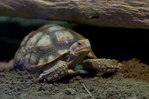 le plus menacé tortue de le monde photo