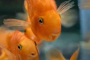 bébé poisson rouge dans le océan photo