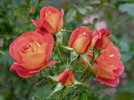 magnifique rose et Orange des roses, variété gingembre mon chéri photo