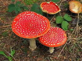 groupe de grand mouche agaric champignons dans une bois photo