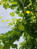 pamplemousse croissance sur une vigne avec une bleu ciel dans le Contexte photo