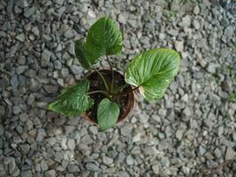 homalomène et alocasia panaché plante feuille pour décoration maison jardin photo