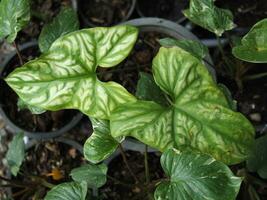homalomène et alocasia panaché plante feuille pour décoration maison jardin photo