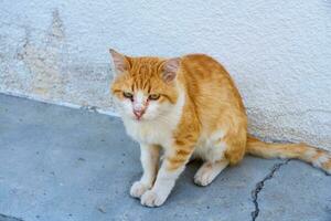 une rouge et blanc chat vivant sur le rue proche en haut. photo