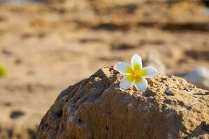 plumeria fleur sur une pierre avec une flou Contexte. photo