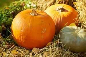 citrouilles sur le paille. Halloween ambiance. photo