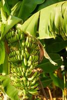 bananes sur une banane plantation en haut fermer. photo