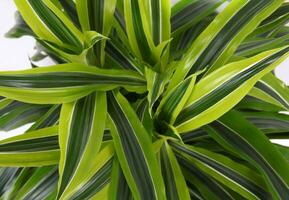 chlorophytum - à feuilles persistantes vivace floraison les plantes photo