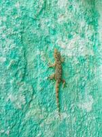 mauresque gecko grimpe le mur photo