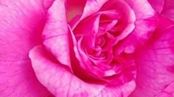 Contexte image de rose Rose. magnifique charmant rose Rose Contexte . Naturel romantique Contexte. photo