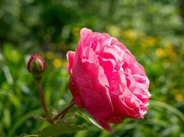 heure d'été dans le jardin photo