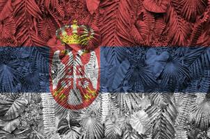 Serbie drapeau représenté sur beaucoup feuilles de monstera paume des arbres. branché à la mode toile de fond photo