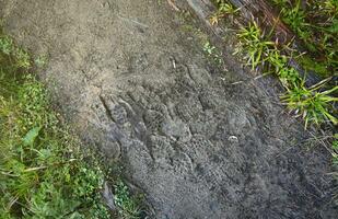 pied marque sur le jungle piste. chaussure impressions sur humide gravier ou boue dans Montagne zone photo