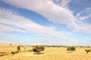 une champ avec des arbres et des nuages dans le ciel photo