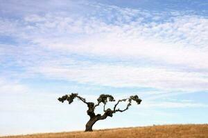 une seul arbre des stands sur une colline dans le milieu de une champ photo