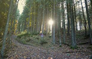 incroyable l'automne forêt dans Matin lumière du soleil. rouge et Jaune feuilles sur des arbres dans des bois photo