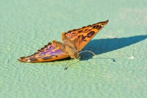 une papillon sur une vert surface avec une ombre photo