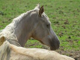 les chevaux sur une champ dans westphalie photo