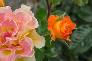 roses dans le jardin photo