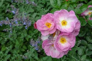 des roses dans le gsarden photo