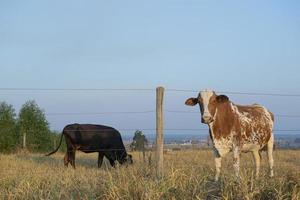 belle vache hollandaise tachetée de brun et de blanc photo