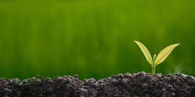 planter des arbres pour pousser dans le sol photo