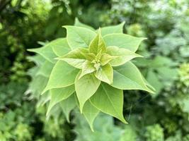 Gros plan d'une plante verte et fraîche photo