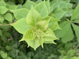 Gros plan d'une plante verte et fraîche photo