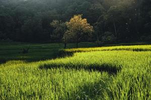 Champ de riz paddy paysage en Asie, vue aérienne photo