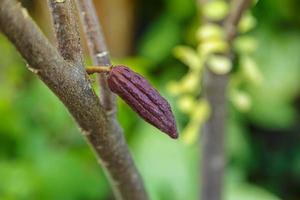 fruit de cacao rouge au cacaoyer photo