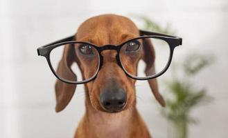 chien mignon portant des lunettes. résolution et haute qualité belle photo