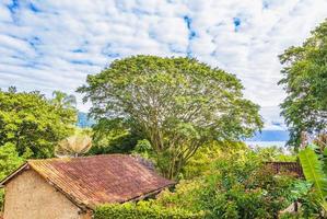 nature avec des palmiers de l'île tropicale ilha grande brésil. photo
