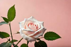 une Célibataire blanc Rose est montré contre une rose Contexte. généré par ai photo