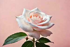 une blanc Rose est montré contre une rose Contexte. généré par ai photo