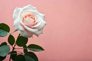 une Célibataire blanc Rose est montré contre une rose Contexte. généré par ai photo