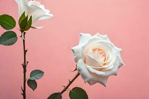 deux blanc des roses contre une rose Contexte. généré par ai photo