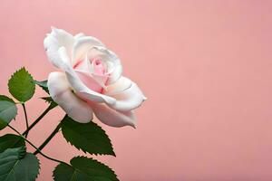 une Célibataire blanc Rose est montré contre une rose Contexte. généré par ai photo