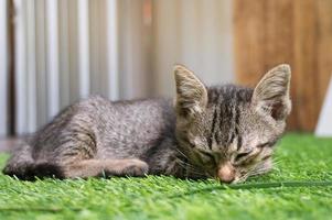 chat allongé sur un plancher en bois avec une adorable grimace sérieuse. photo