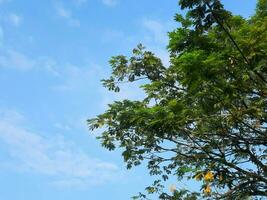 vert canopée de des arbres et une clair bleu ciel photo