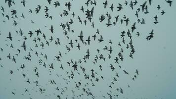 groupe de des oiseaux en volant dans une nuageux journée photo