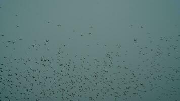 groupe de des oiseaux en volant dans une nuageux journée photo