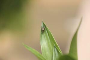 sauterelle sur le herbe dans prairie. photo